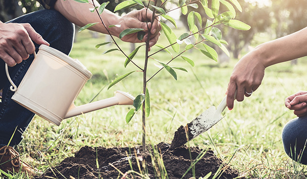 Irrigation-of-the-tree